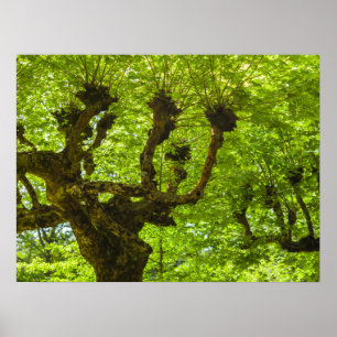 São Miguel-ön Poster