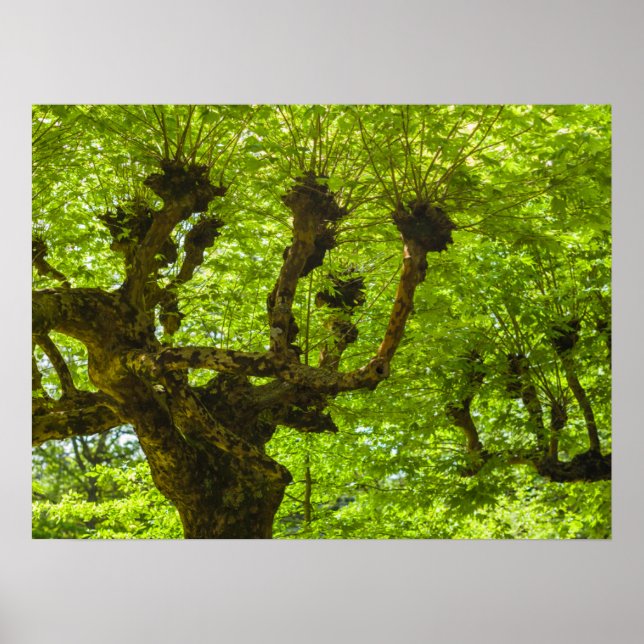 São Miguel-ön Poster (Framsidan)