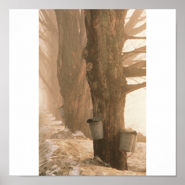 Sap Bucket, Underhill, VT Poster (Framsidan)