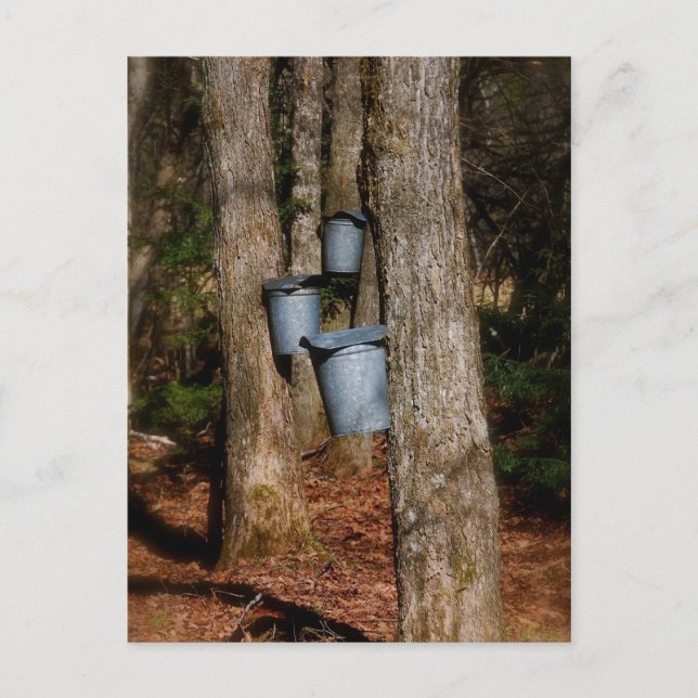 Sap Bucks Vykort (Framsida)