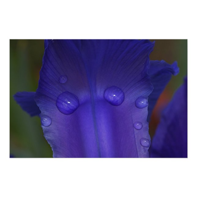 Sapphire Serenity  Fototryck (Framsidan)