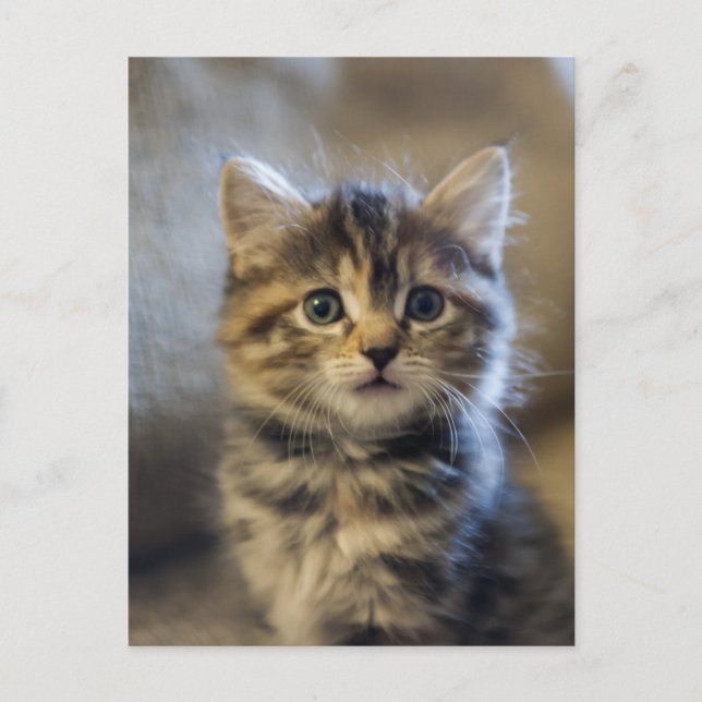 Sapphire Vykort (Framsida)