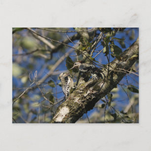 Sapsucker-vykort Vykort