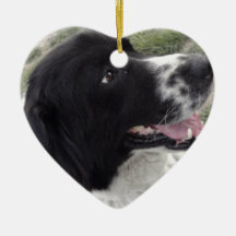 Sara bulgarisk herdehund