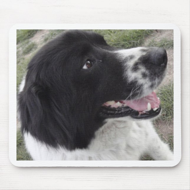 Sara bulgarisk herdehund musmatta (Framsidan)