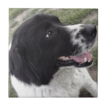 Sara Bulgariska shepherd Hund