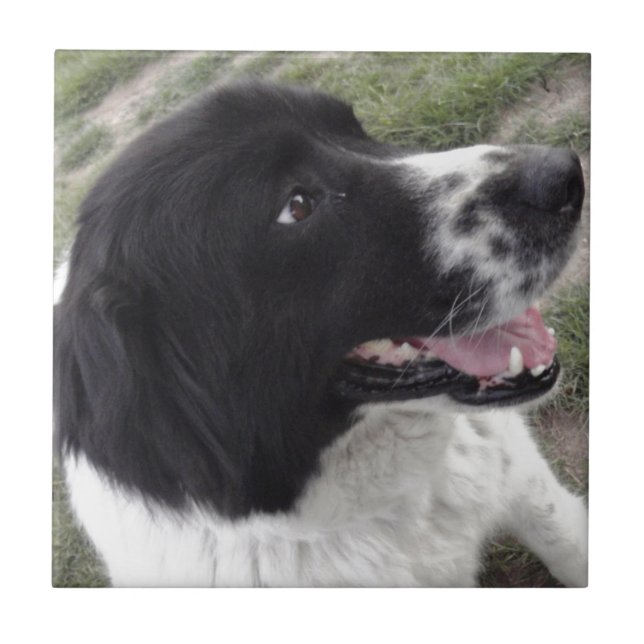 Sara Bulgariska shepherd Hund Kakelplatta (Framsidan)