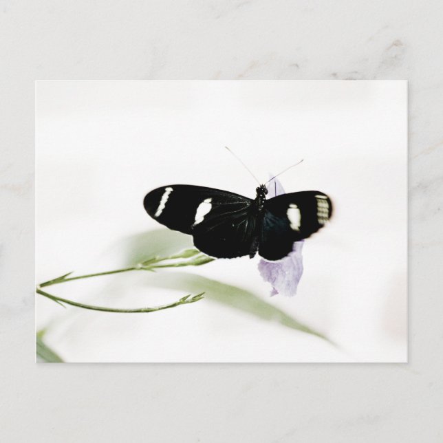 Sara Postcard Vykort (Framsida)