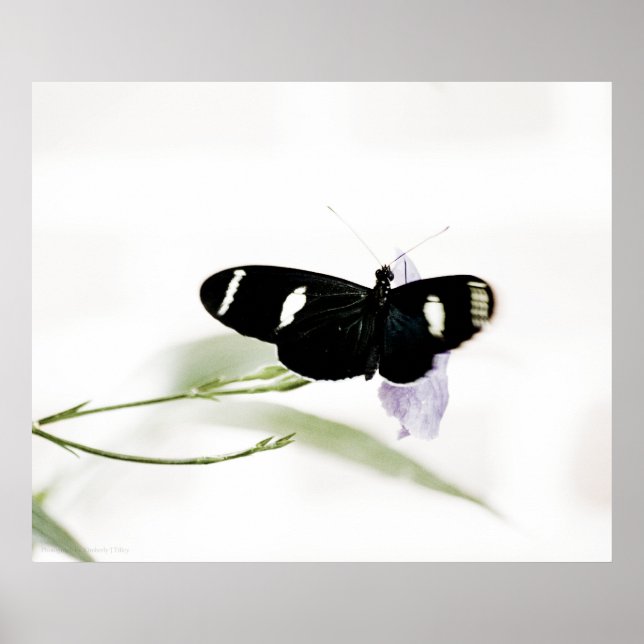 Sara Print Poster (Framsidan)