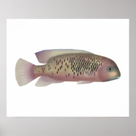 Sarabia cichlid poster