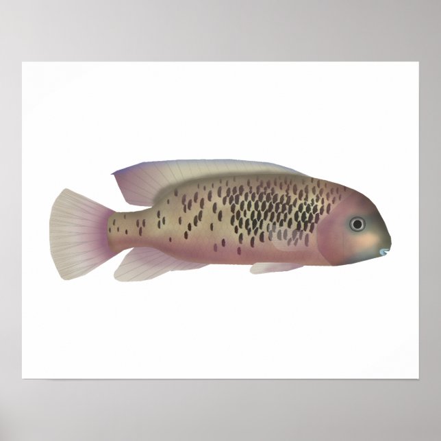 Sarabia cichlid poster (Framsidan)