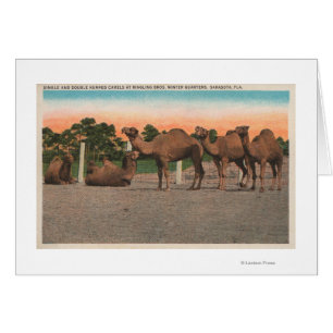 Sarasota, Florida - Camels på Ringling Bros Hälsningskort
