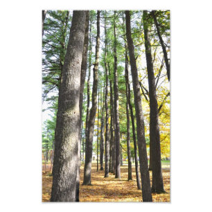 Saratoga Spa State Park Gräs Fototryck