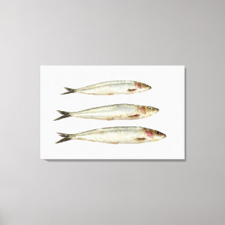 Sardiner (Pilchards) 2 Canvastryck