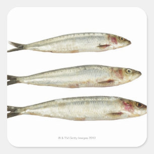 Sardiner (Pilchards) 2 Fyrkantigt Klistermärke