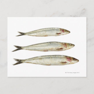 Sardiner (Pilchards) 2 Vykort