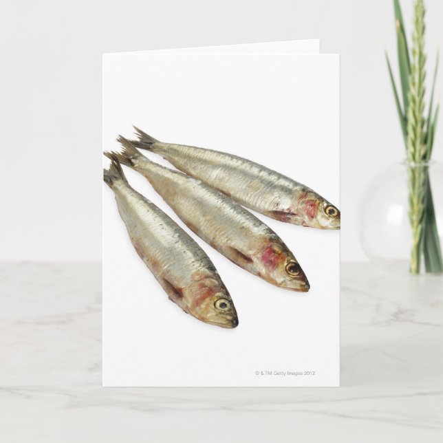 Sardiner (Pilchards) Kort (Framsida)