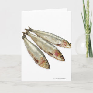 Sardiner (Pilchards) Kort