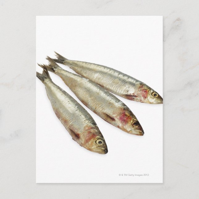 Sardiner (Pilchards) Vykort (Framsida)