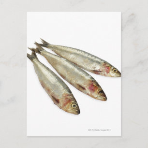 Sardiner (Pilchards) Vykort
