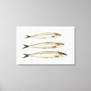 Sardines (Pilchards) 2 Canvastryck