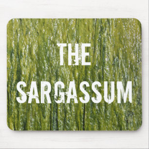SARGASSUM! MUSMATTA