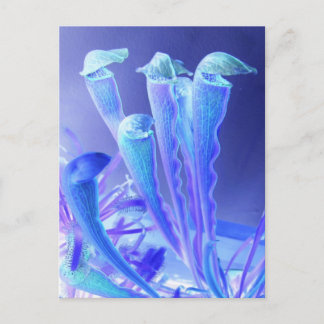 Sarracenia blues vykort