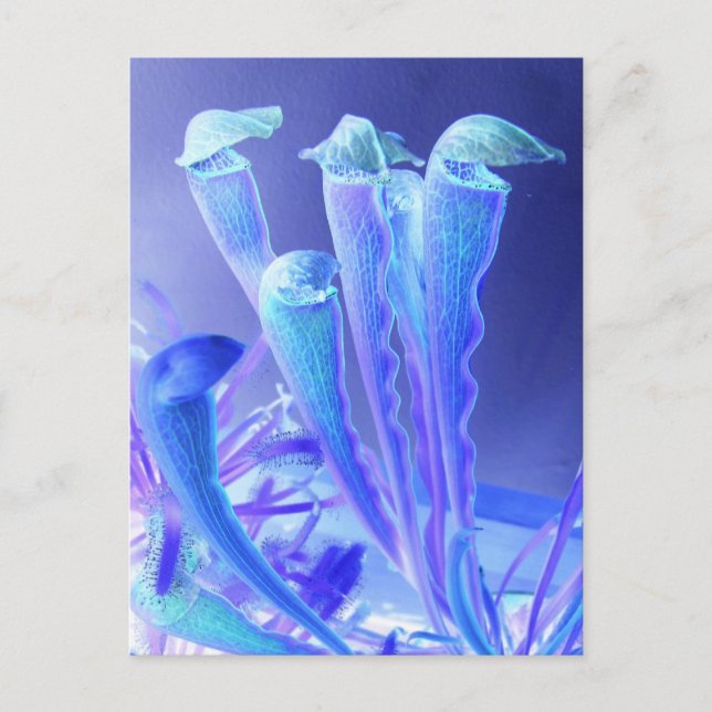 Sarracenia blues vykort (Framsida)