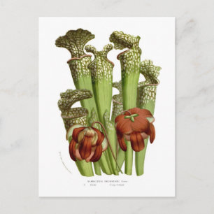Sarracenia drummundi vykort