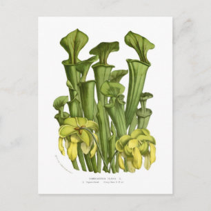 Sarracenia flava vykort