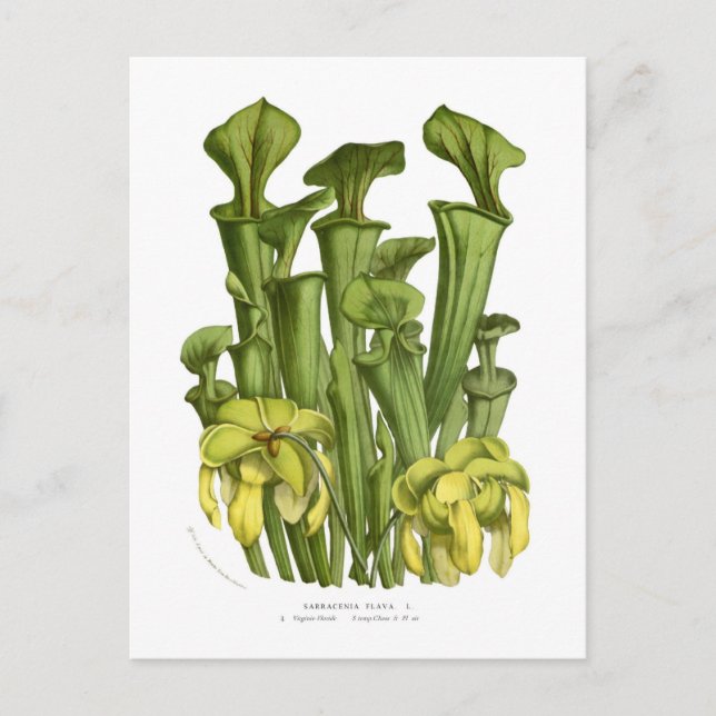 Sarracenia flava vykort (Framsida)