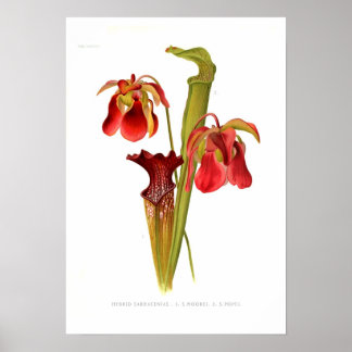 Sarracenia hybrids poster