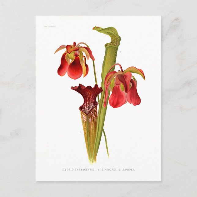Sarracenia hybrids vykort (Framsida)