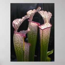 Sarracenia leucophylla Photo Poster Wall Art