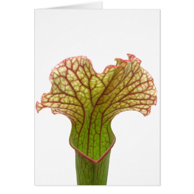 Sarracenia Pitcher Plant Hälsningskort (Framsidan)