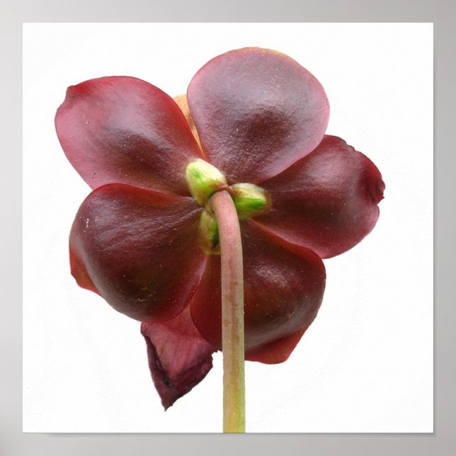 Sarracenia purpurea Pitcher Plant Flower Poster (Framsidan)