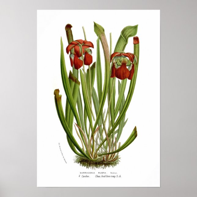 Sarracenia rubra poster (Framsidan)