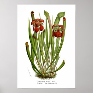 Sarraceniarubra Poster