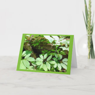 Sarsasparilla in Woodland Blank Note Card Kort