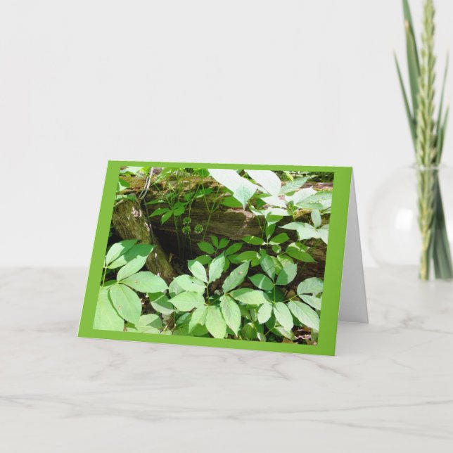 Sarsasparilla in Woodland Blank Note Card Kort (Framsida)