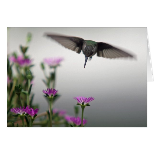 Särskilt Hummingbird-kort Hälsningskort (Framsidan Horizontal)