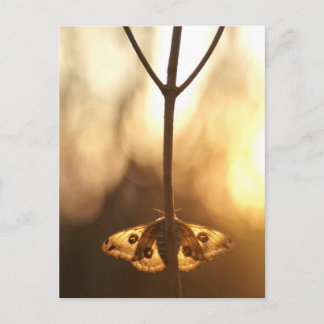 Sarurnia pavonia vykort