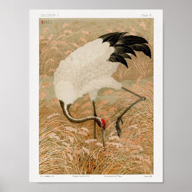 Sarus Crane i Fält, G.A. Audsley (1884) Poster (Framsidan)