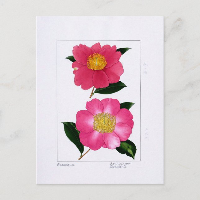 Sasanqua Plate: Asahinoumi & Godaishu Vykort (Framsida)