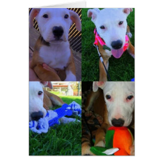 Sasha Hälsningskort