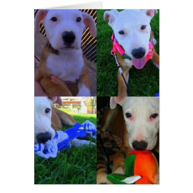 Sasha Hälsningskort (Framsidan)