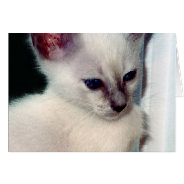 Sasha Kitten Card Hälsningskort (Framsidan Horizontal)