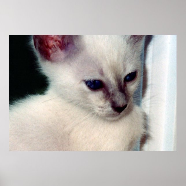 Sasha Kitten Poster (Framsidan)