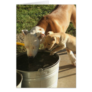 Sasha & Louie Hälsningskort