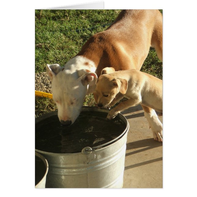 Sasha & Louie Hälsningskort (Framsidan)